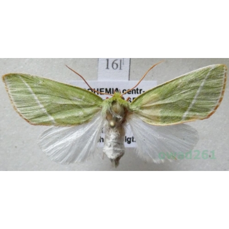 Pseudoips prasinana (Linnaeus, 1758) female Zielonka ukośnica Czech16l